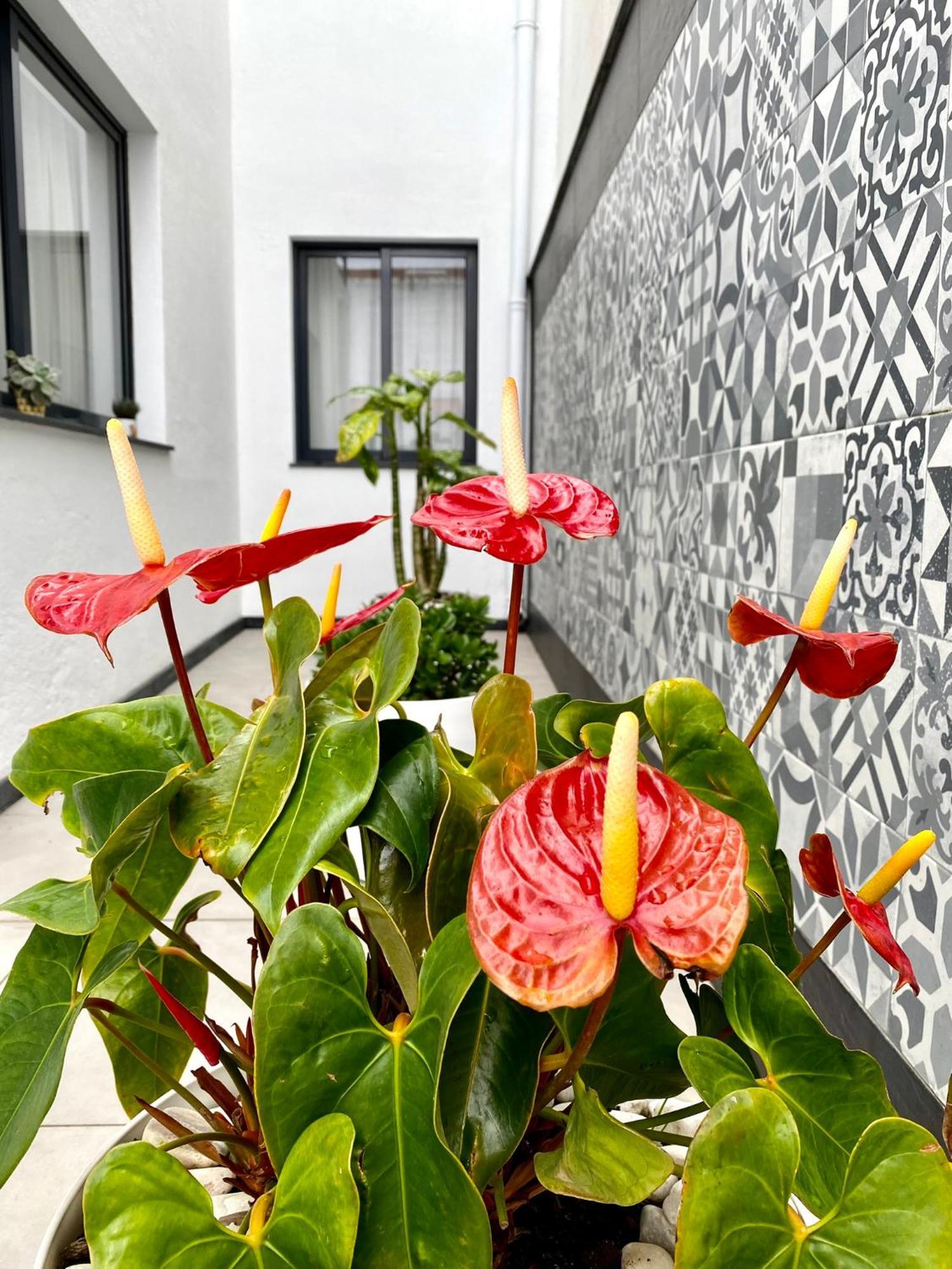 Holiday home Iris House Al Azores